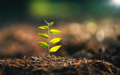 A Beginner’s Guide to Going Green